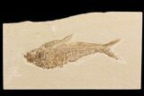 Diplomystus Fossil Fish - Wyoming #91577-1